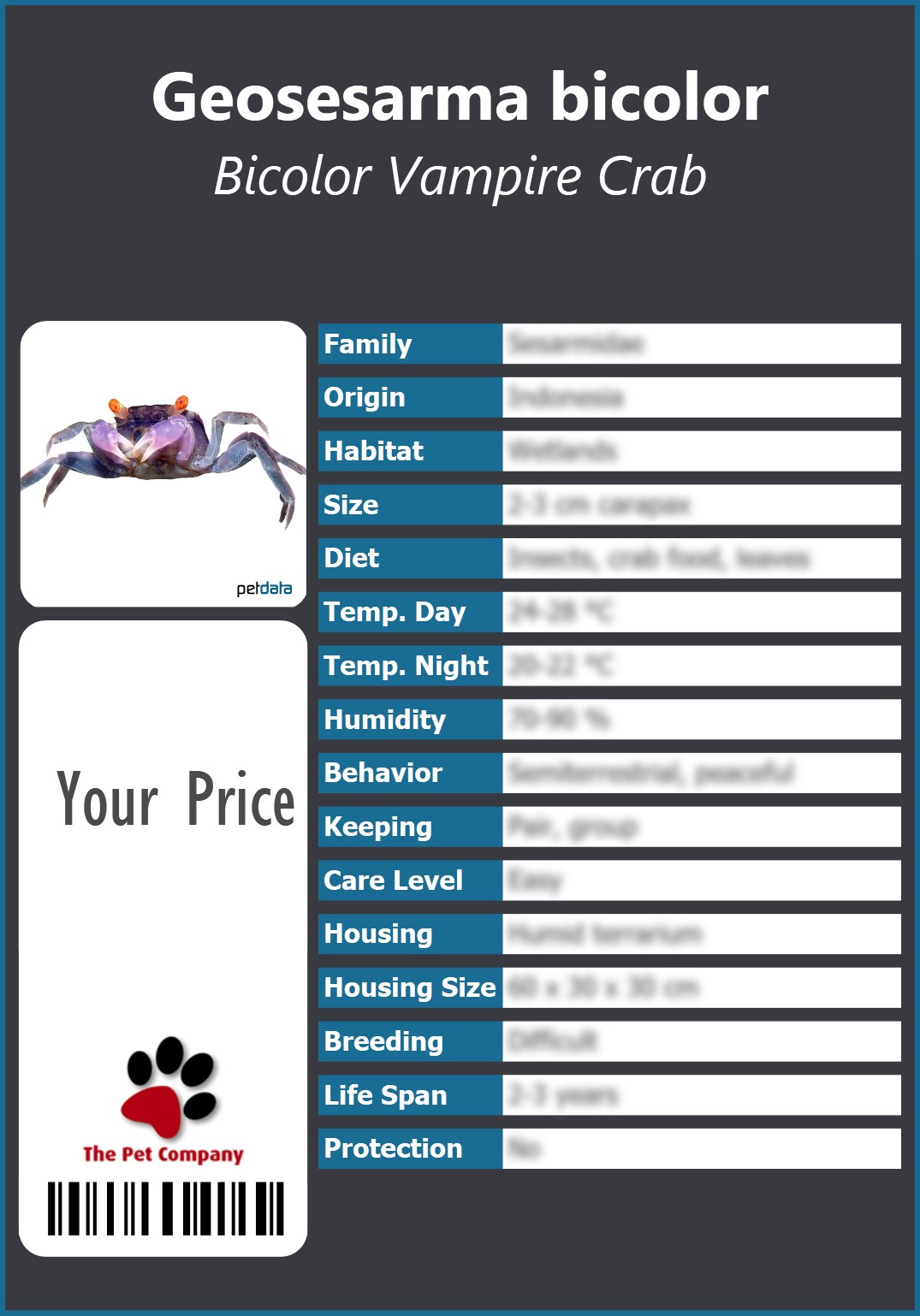 Geosesarma bicolor Bicolor Vampire Crab 91 x 130 mm