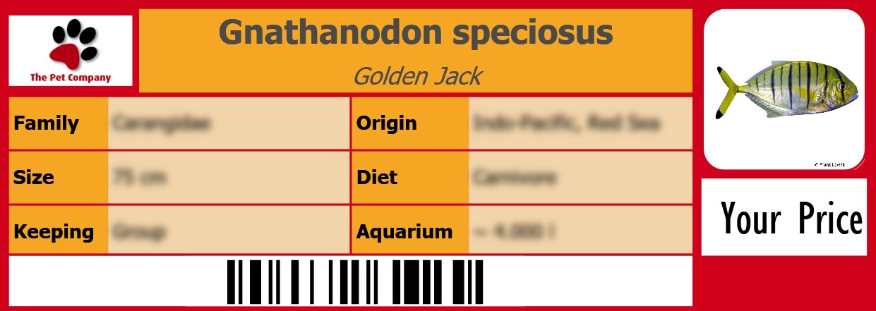 Gnathanodon speciosus Golden Jack 105 x 38 mm