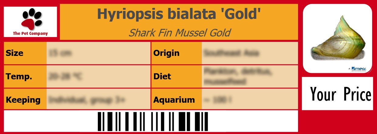 Hyriopsis bialata 'Gold' Shark Fin Mussel Gold 105 x 38 mm