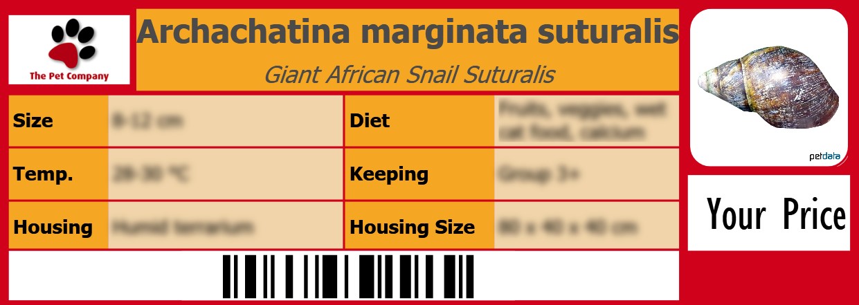 Archachatina marginata suturalis Giant African Snail Suturalis 105 x 38 mm