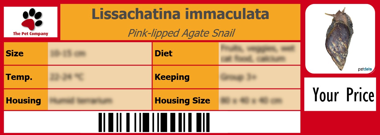 Lissachatina immaculata Pink-lipped Agate Snail 105 x 38 mm