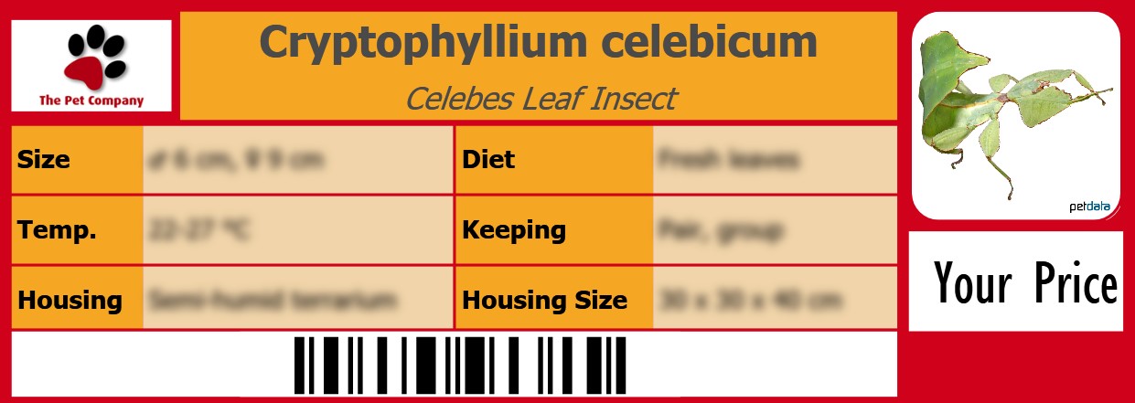 Cryptophyllium celebicum Celebes Leaf Insect 105 x 38 mm