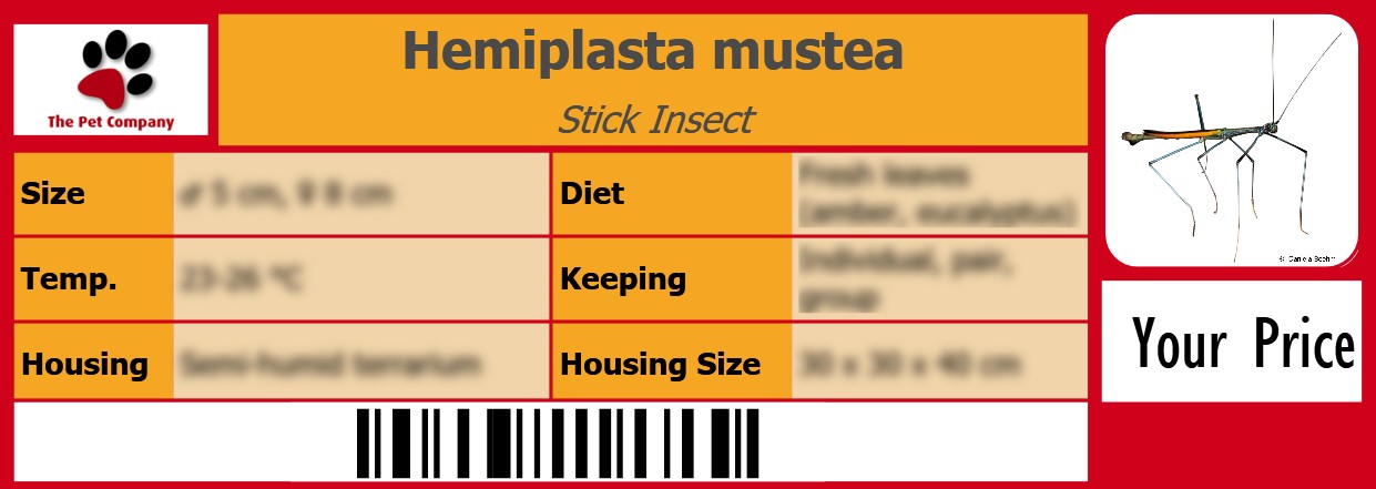 Hemiplasta mustea Stick Insect 105 x 38 mm