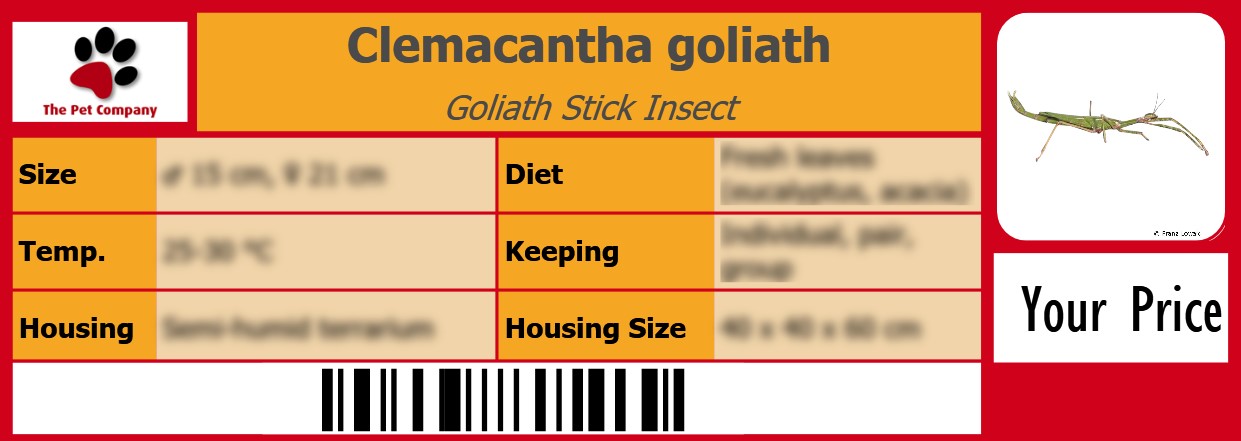 Clemacantha goliath Goliath Stick Insect 105 x 38 mm