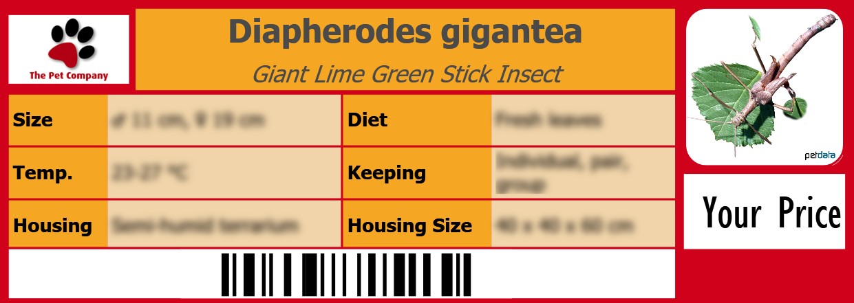 Diapherodes gigantea Giant Lime Green Stick Insect 105 x 38 mm