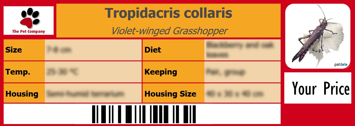 Tropidacris collaris Violet-winged Grasshopper 105 x 38 mm