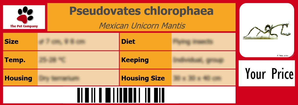Pseudovates chlorophaea Mexican Unicorn Mantis 105 x 38 mm
