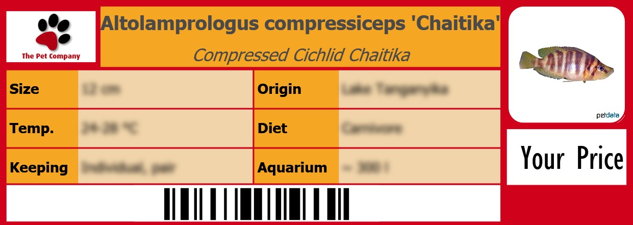 Altolamprologus compressiceps 'Chaitika' Compressed Cichlid Chaitika 105 x 38 mm