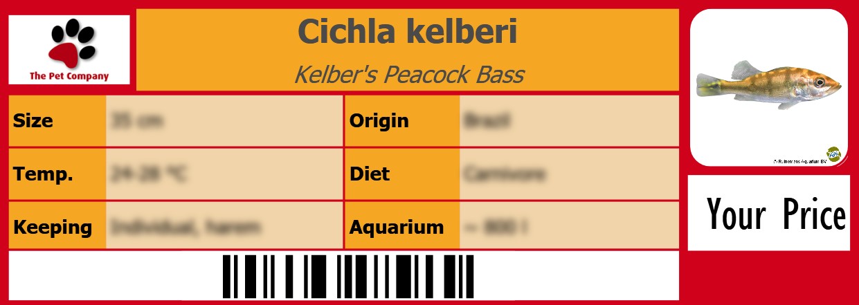 Cichla kelberi Kelber's Peacock Bass 105 x 38 mm