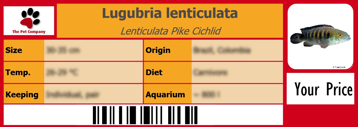 Lugubria lenticulata Lenticulata Pike Cichlid 105 x 38 mm