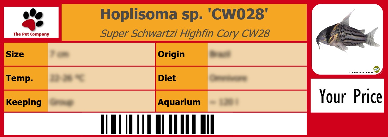 Hoplisoma sp. 'CW028' Super Schwartzi Highfin Cory CW28 105 x 38 mm