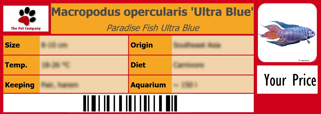Macropodus opercularis 'Ultra Blue' Paradise Fish Ultra Blue 105 x 38 mm