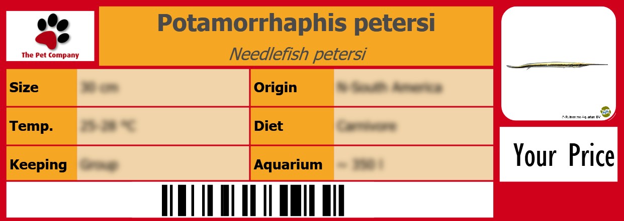 Potamorrhaphis petersi Needlefish petersi 105 x 38 mm