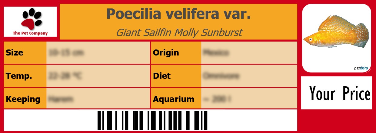 Poecilia velifera var. Giant Sailfin Molly Sunburst 105 x 38 mm