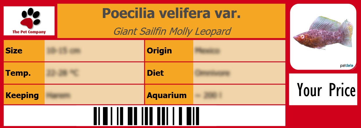Poecilia velifera var. Giant Sailfin Molly Leopard 105 x 38 mm