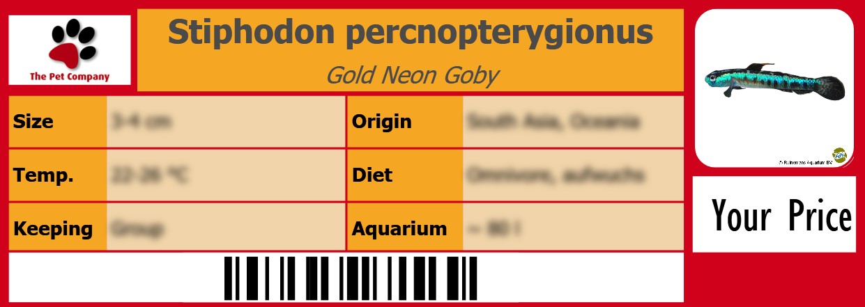 Stiphodon percnopterygionus Gold Neon Goby 105 x 38 mm