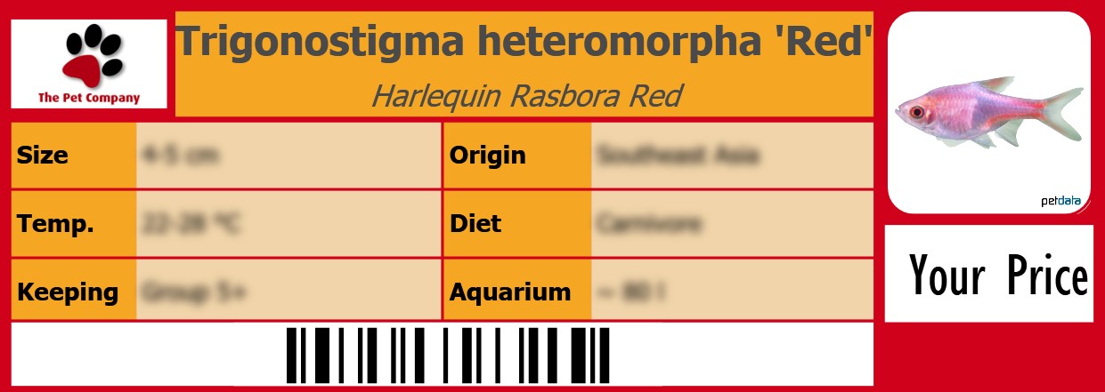 Trigonostigma heteromorpha 'Red' Harlequin Rasbora Red 105 x 38 mm