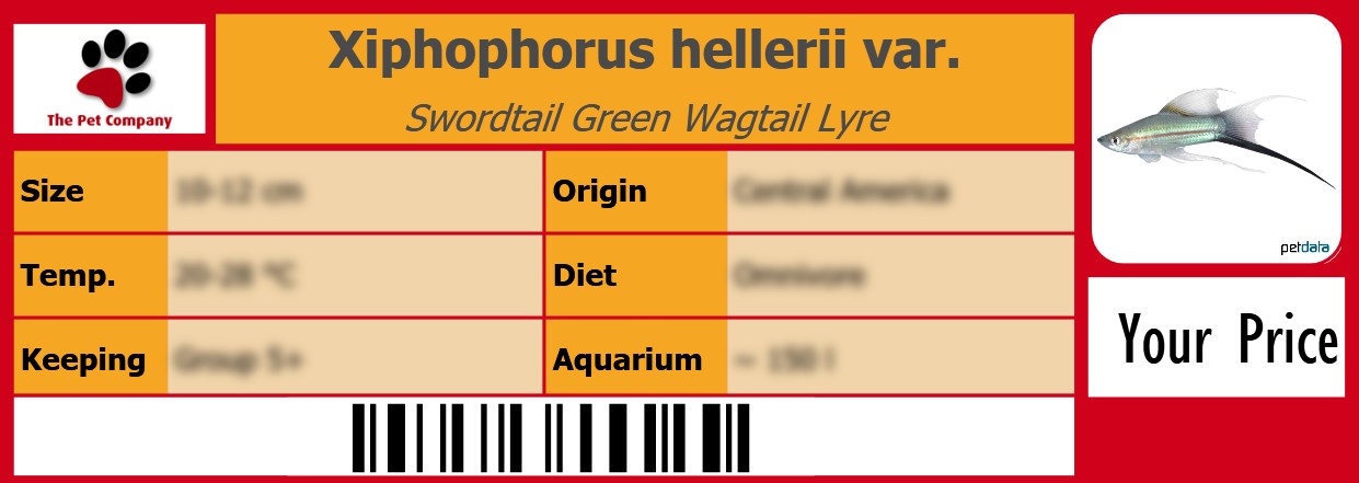 Xiphophorus hellerii var. Swordtail Green Wagtail Lyre 105 x 38 mm