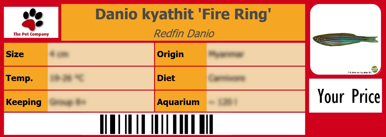 Danio kyathit 'Fire Ring' Redfin Danio 105 x 38 mm