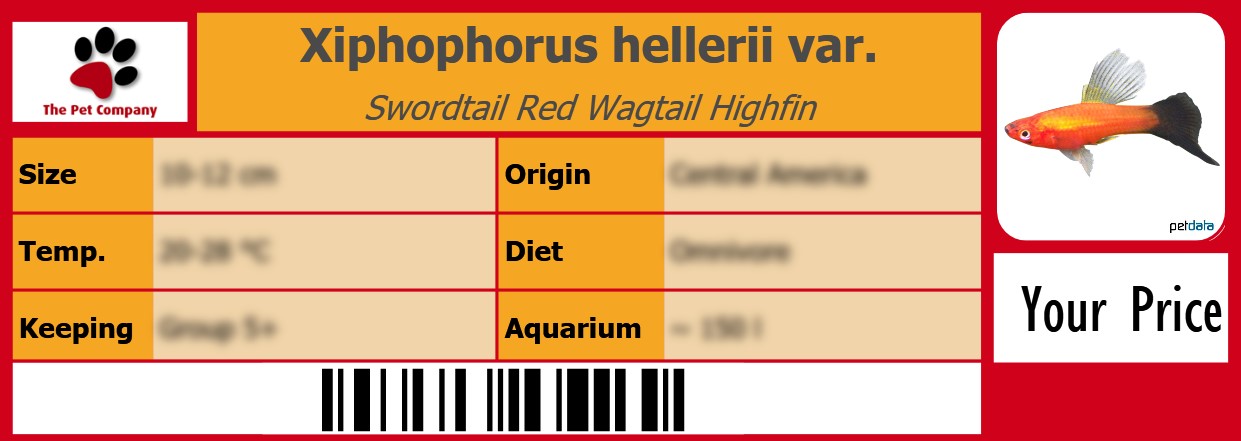 Xiphophorus hellerii var. Swordtail Red Wagtail Highfin 105 x 38 mm