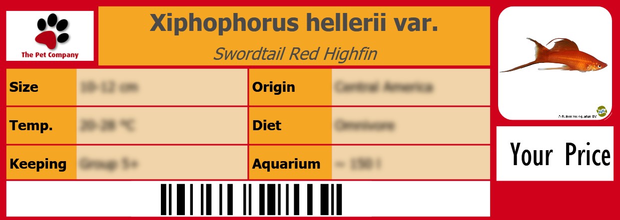 Xiphophorus hellerii var. Swordtail Red Highfin 105 x 38 mm