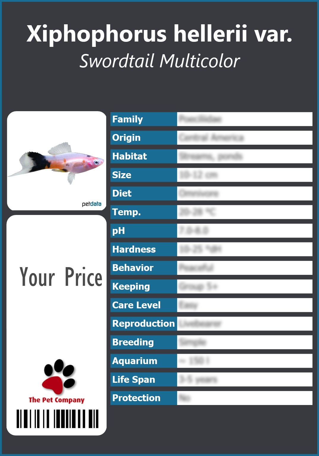 Xiphophorus hellerii var. Swordtail Multicolor 91 x 130 mm