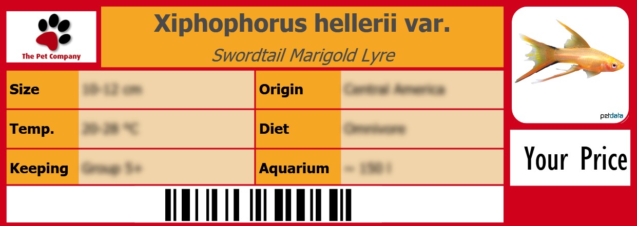 Xiphophorus hellerii var. Swordtail Marigold Lyre 105 x 38 mm