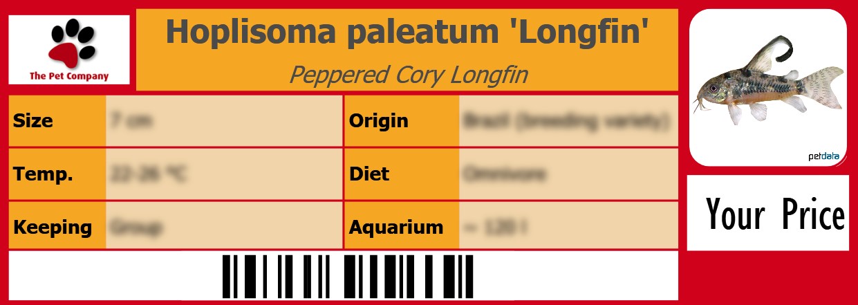Hoplisoma paleatum 'Longfin' Peppered Cory Longfin 105 x 38 mm
