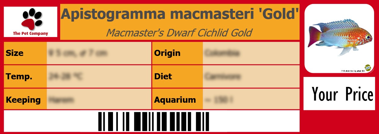 Apistogramma macmasteri 'Gold' Macmaster's Dwarf Cichlid Gold  105 x 38 mm