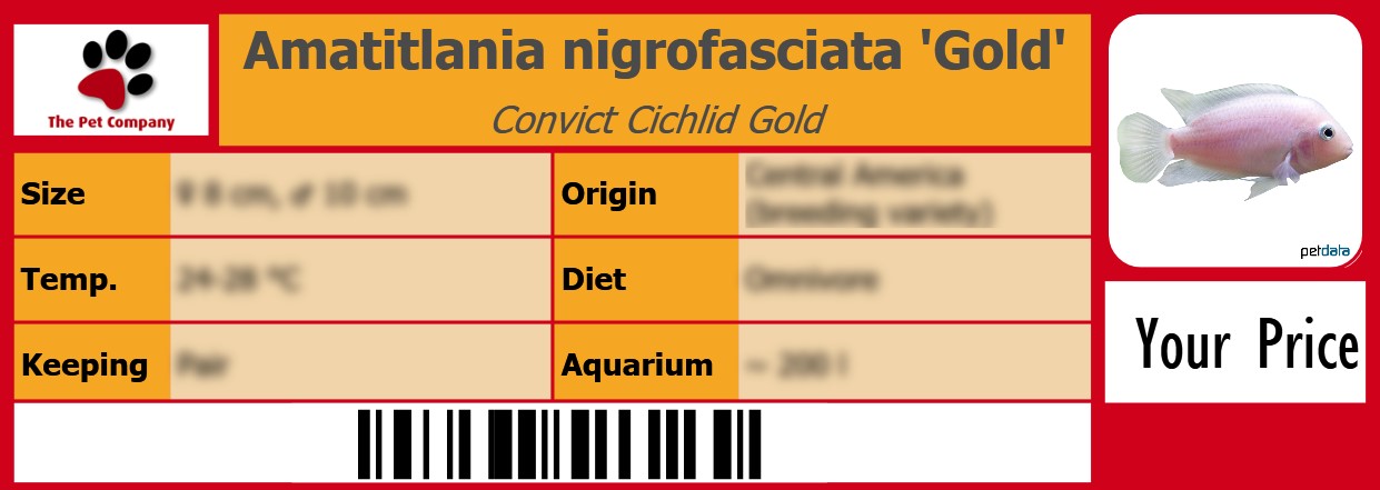 Amatitlania nigrofasciata 'Gold' Convict Cichlid Gold 105 x 38 mm