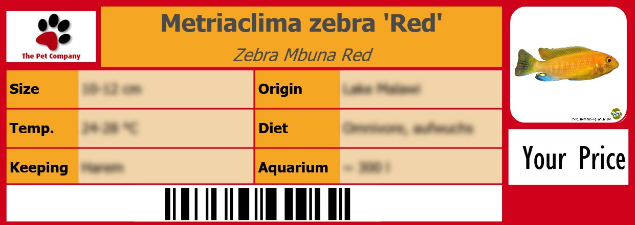 Metriaclima zebra 'Red' Zebra Mbuna Red 105 x 38 mm