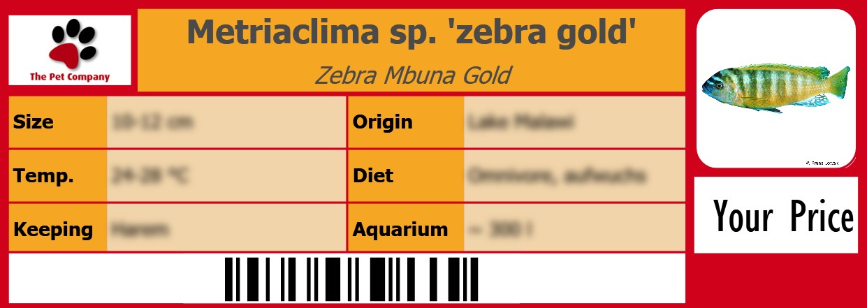 Metriaclima sp. 'zebra gold' Zebra Mbuna Gold 105 x 38 mm