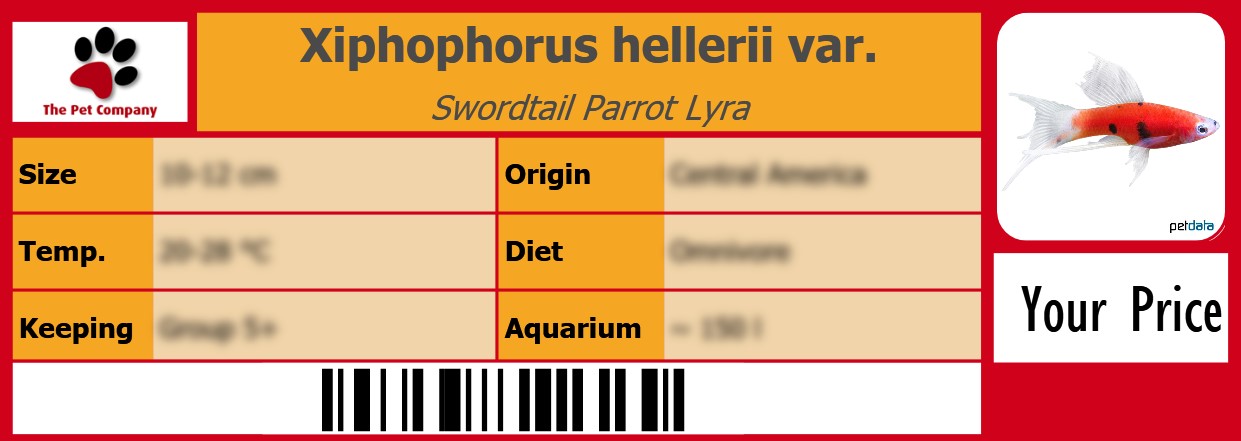 Xiphophorus hellerii var. Swordtail Parrot Lyra 105 x 38 mm