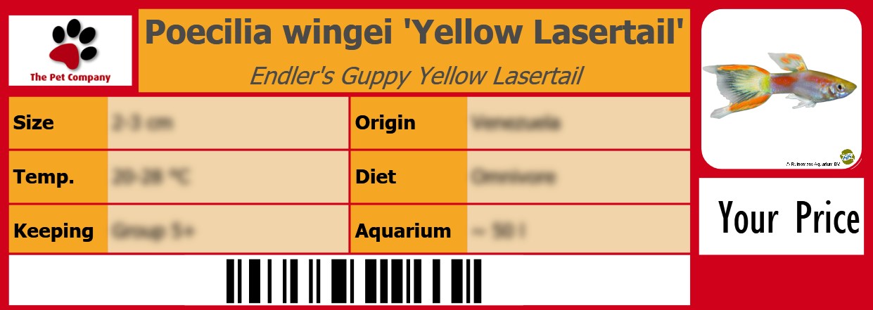 Poecilia wingei 'Yellow Lasertail' Endler's Guppy Yellow Lasertail 105 x 38 mm