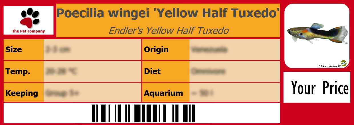 Poecilia wingei 'Yellow Half Tuxedo' Endler's Yellow Half Tuxedo 105 x 38 mm