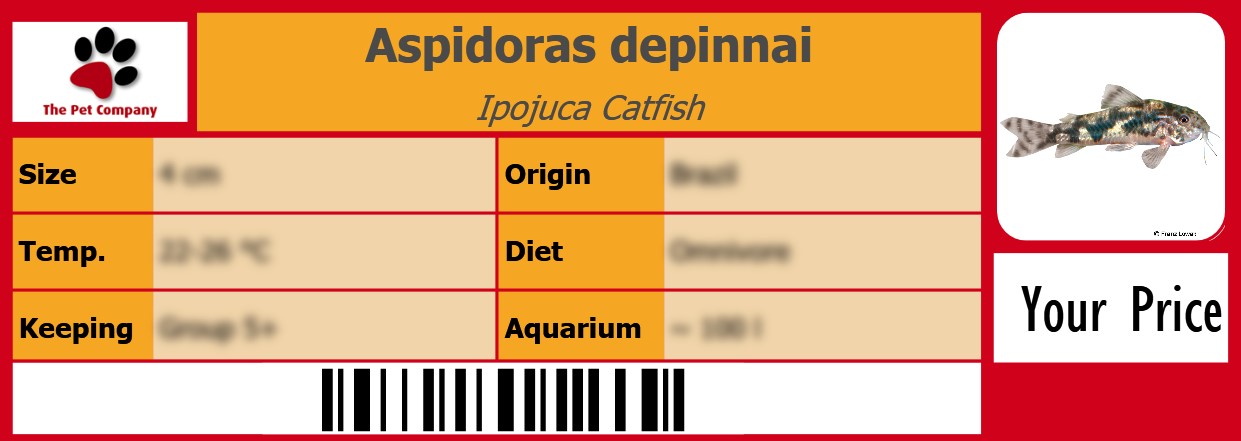 Aspidoras depinnai Ipojuca Catfish 105 x 38 mm