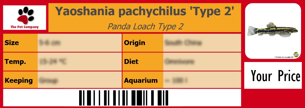 Yaoshania pachychilus 'Type 2' Panda Loach Type 2 105 x 38 mm