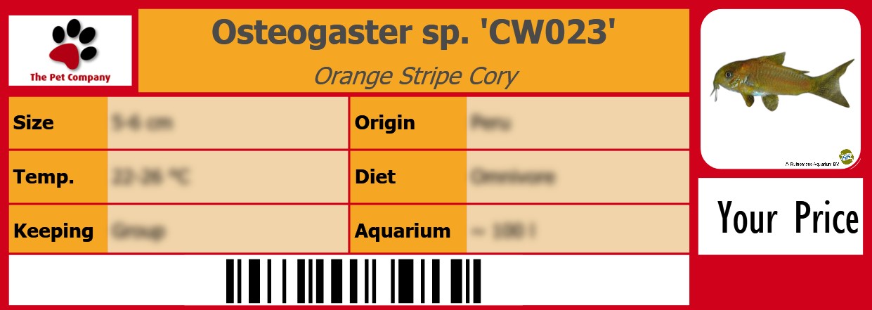 Osteogaster sp. 'CW023' Orange Stripe Cory 105 x 38 mm