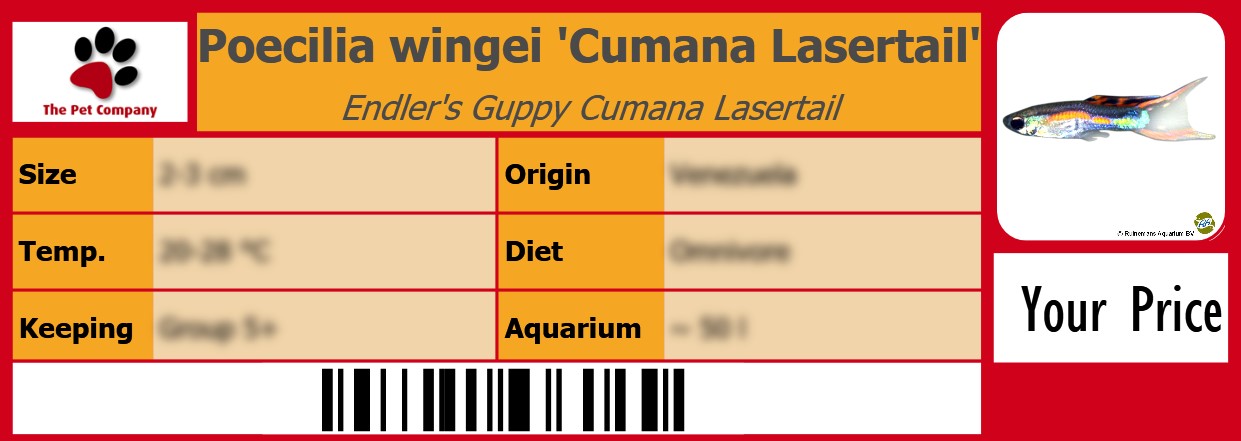 Poecilia wingei 'Cumana Lasertail' Endler's Guppy Cumana Lasertail 105 x 38 mm