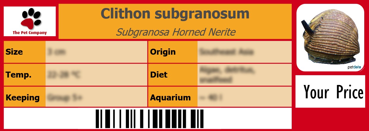 Clithon subgranosum Subgranosa Horned Nerite 105 x 38 mm