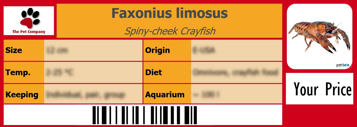 Faxonius limosus Spiny-cheek Crayfish 105 x 38 mm