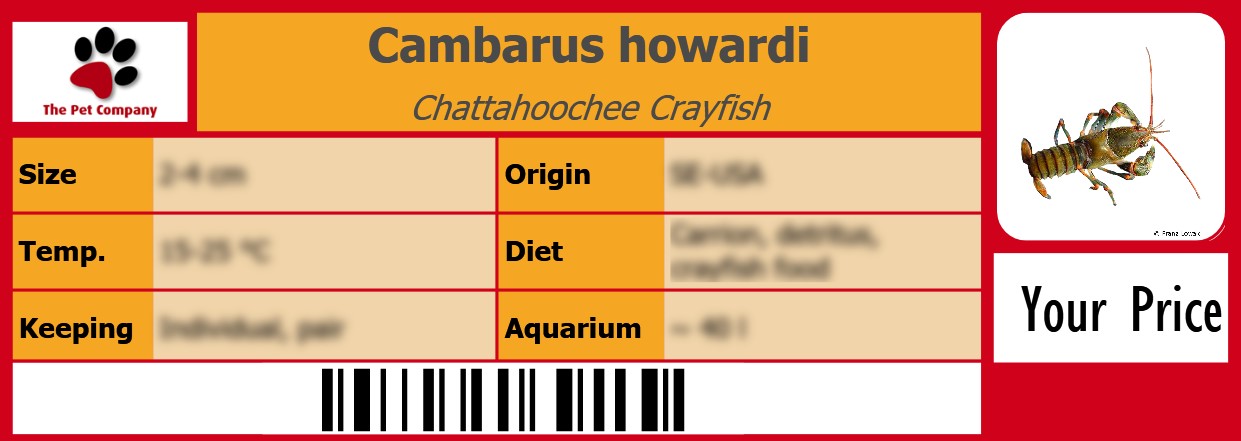 Cambarus howardi Chattahoochee Crayfish 105 x 38 mm