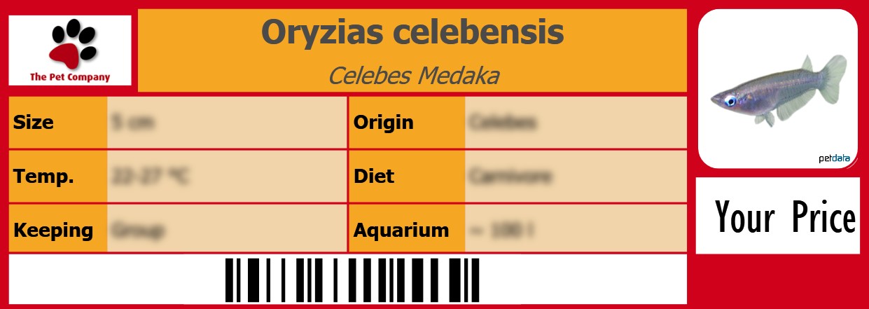 Oryzias celebensis Celebes Medaka 105 x 38 mm