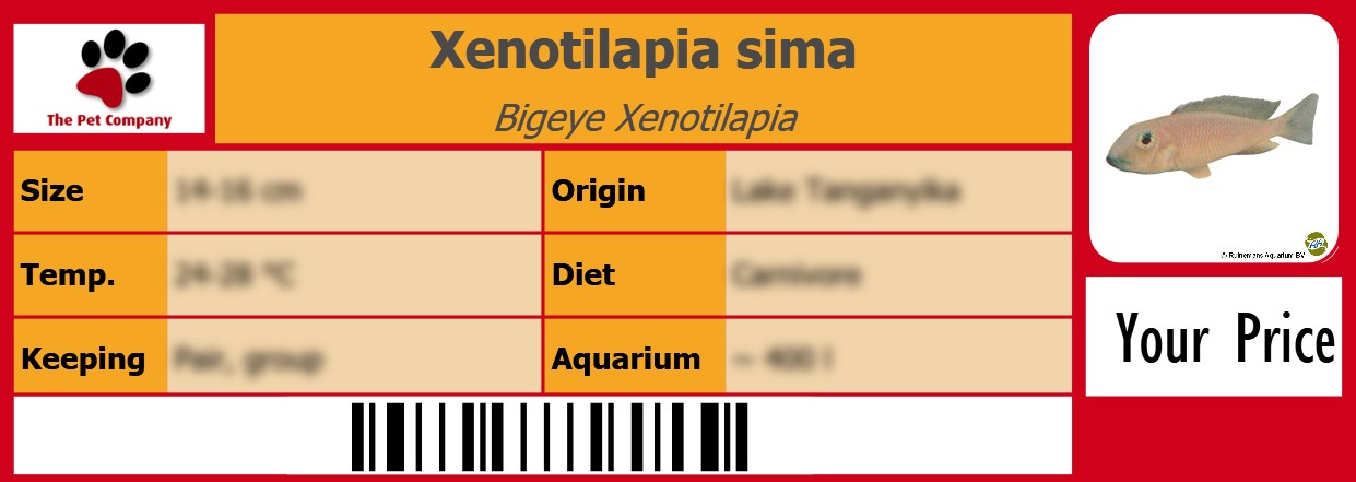 Xenotilapia sima Bigeye Xenotilapia 105 x 38 mm