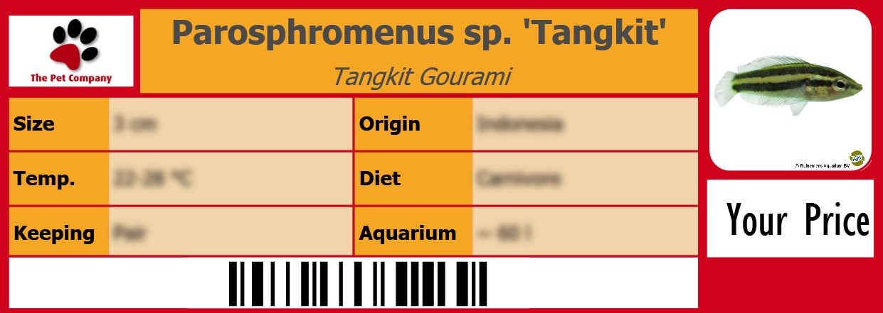Parosphromenus sp. 'Tangkit' Tangkit Gourami 105 x 38 mm