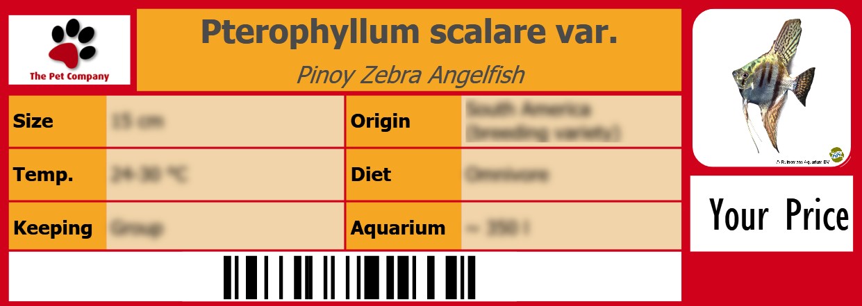 Pterophyllum scalare var. Pinoy Zebra Angelfish 105 x 38 mm