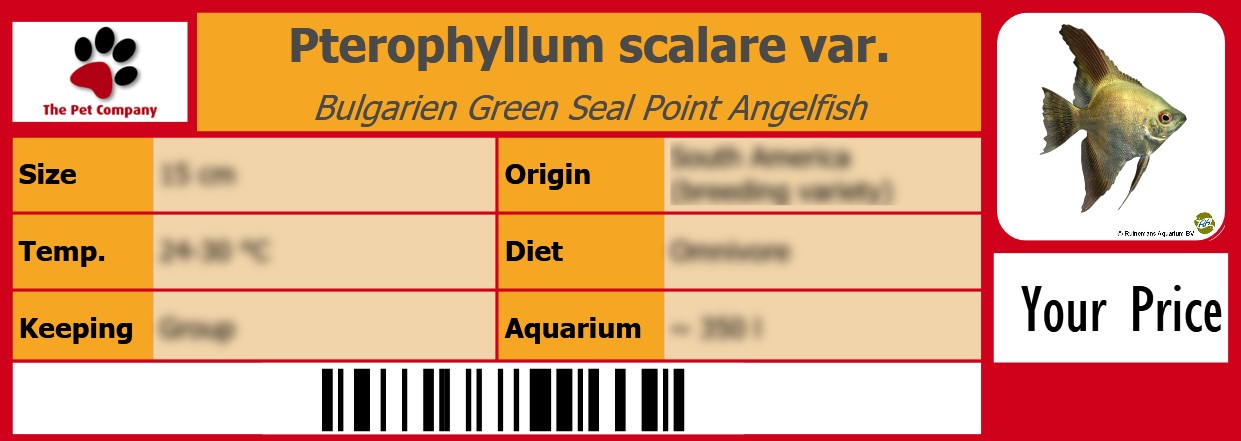 Pterophyllum scalare var. Bulgarien Green Seal Point Angelfish 105 x 38 mm