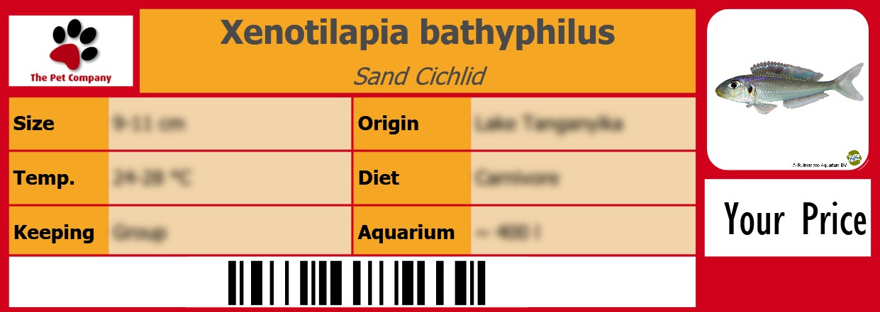 Xenotilapia bathyphilus Sand Cichlid 105 x 38 mm