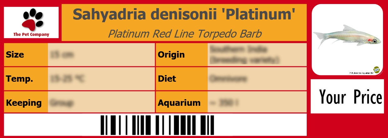 Sahyadria denisonii 'Platinum' Platinum Red Line Torpedo Barb 105 x 38 mm