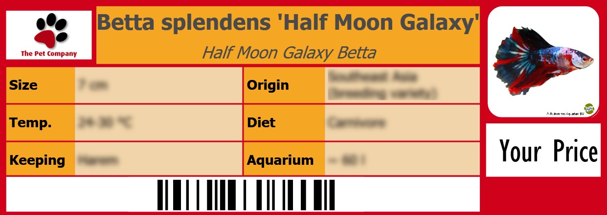 Betta splendens 'Half Moon Galaxy' Half Moon Galaxy Betta 105 x 38 mm